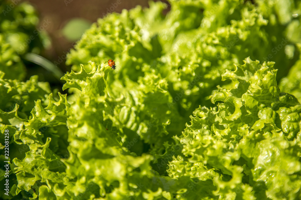 cultivation and harvesting of lettuce irrigation cultivation and harvesting of lettuce irrigation