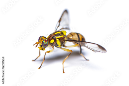 Bactrocera dorsalis fruit fly isolated on white background