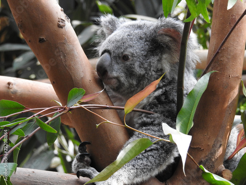 Canvas Print koala