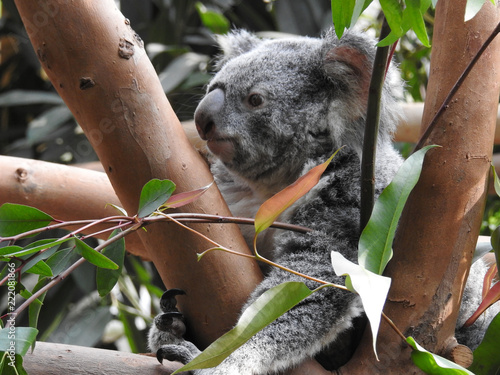 Photography koala
