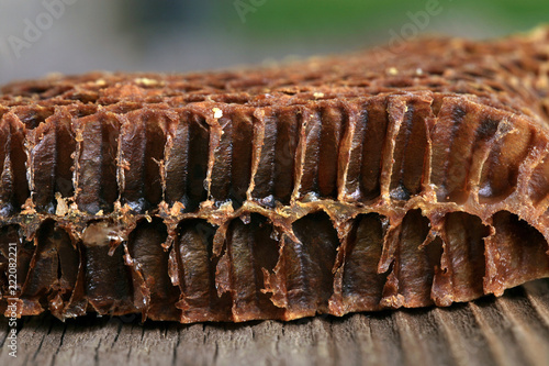 Cross-section through the interior of an old honeycomb. Visible shape and bottom of the bee cell
