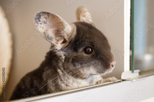 Tableau sur toile Cute chinchilla of brown velvet color is sitting in his house and looking away, side view