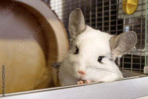 Cute chinchilla of white color is sitting in his house and looking into the camera, front view. photo