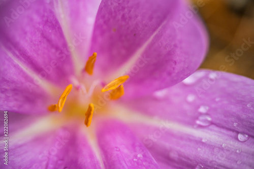 macro shot of yellow stamen from a pink flower