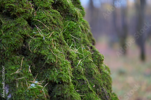 autumn forest moss