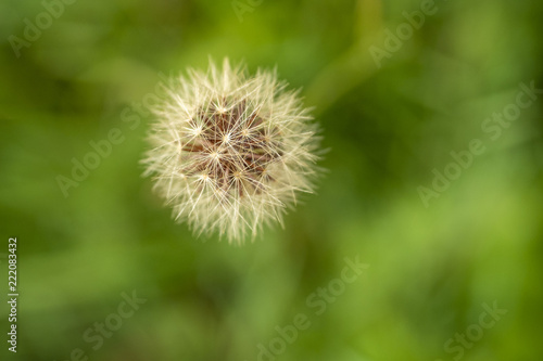 single dandelion with green background