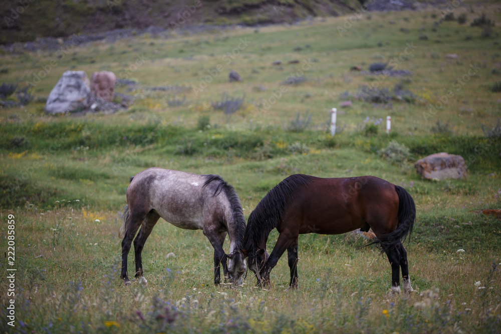 Gray and brown horse grazing in Alpine meadows in the mountains of Georgia, the village of SNO. Behind large stones Gray and brown horse grazing in Alpine meadows in the mountains of Georgia, the village of SNO. Behind large stones