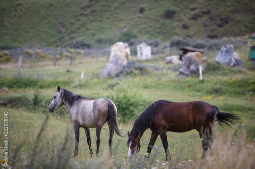 Gray and brown horse grazing in Alpine meadows in the mountains of Georgia  the village of SNO. Behind large stones