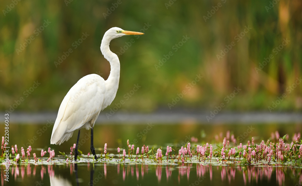 Naklejka premium Great white egret (Egretta alba)