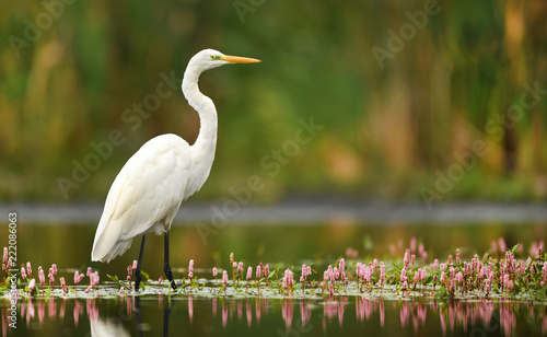 Great white egret (Egretta alba)