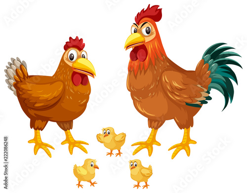Set of chickens white background