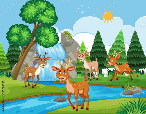 Deers in outdoor scene