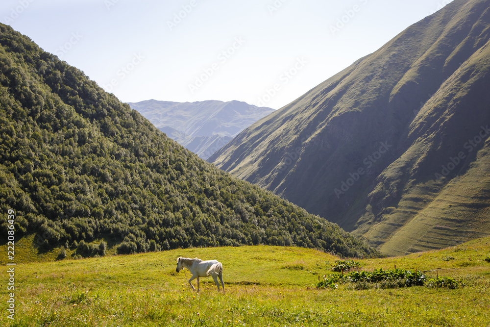 Naklejka premium Horses and people on mountain roads of Georgia