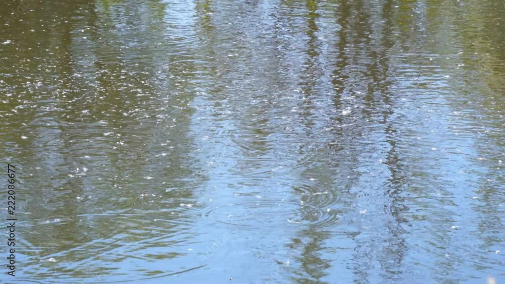 A little poplar fluff on the surface of a pond, river or lake A little poplar fluff on the surface of a pond, river or lake