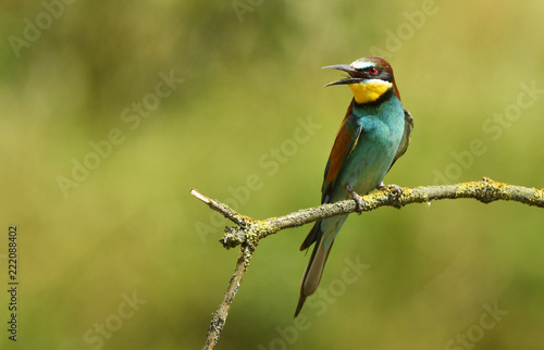 European bee eater (Merops apiaster)