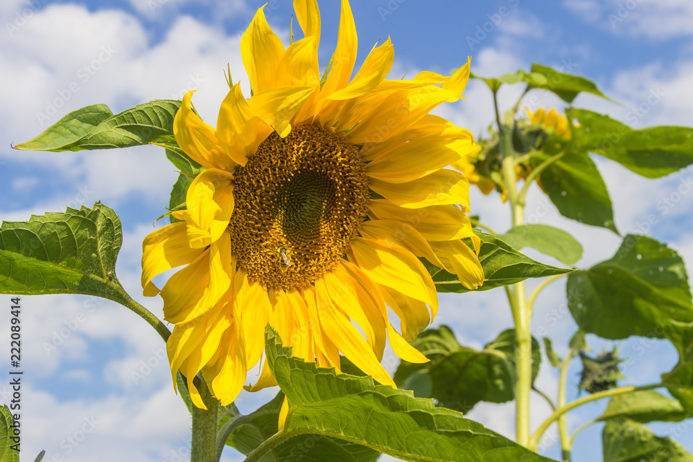Naklejka premium Sunflowers on the sky background