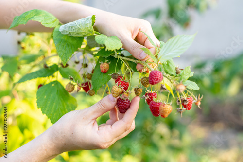 Close up cropped photo of people lady hands pluck rips red raspberries from green bright shibe vivid bush photo