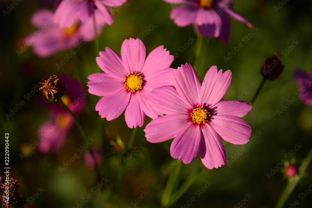 Pink Flower Pink Flower