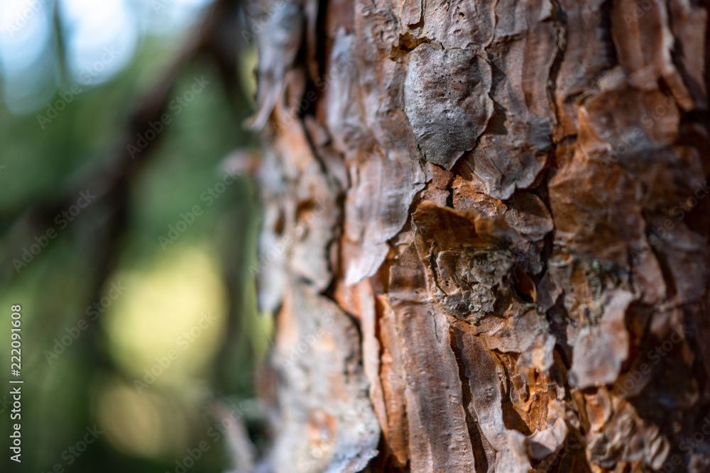 pine trunk pine trunk