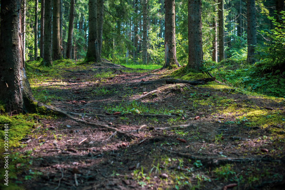 Fototapeta premium Piękny poranek w lesie. Pojęcie podróży