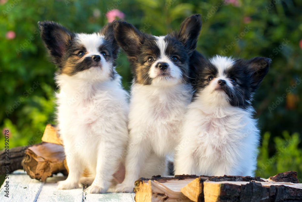 three cute puppies