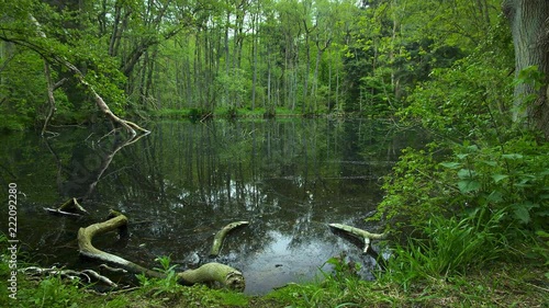 Timelapse of a small pond in spring. photo