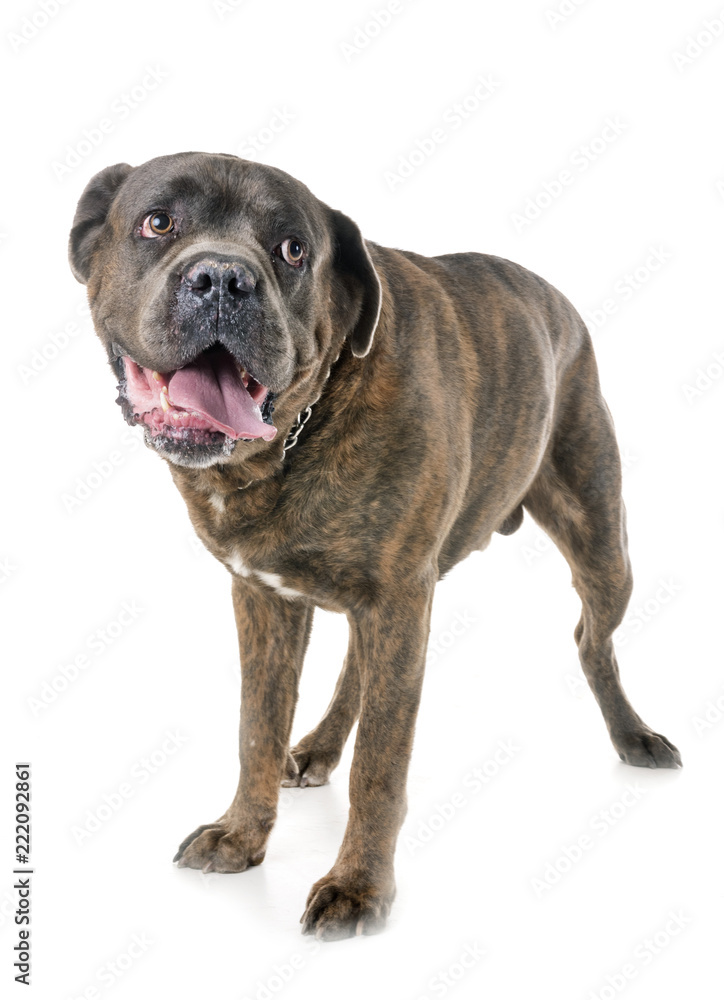 italian mastiff in studio