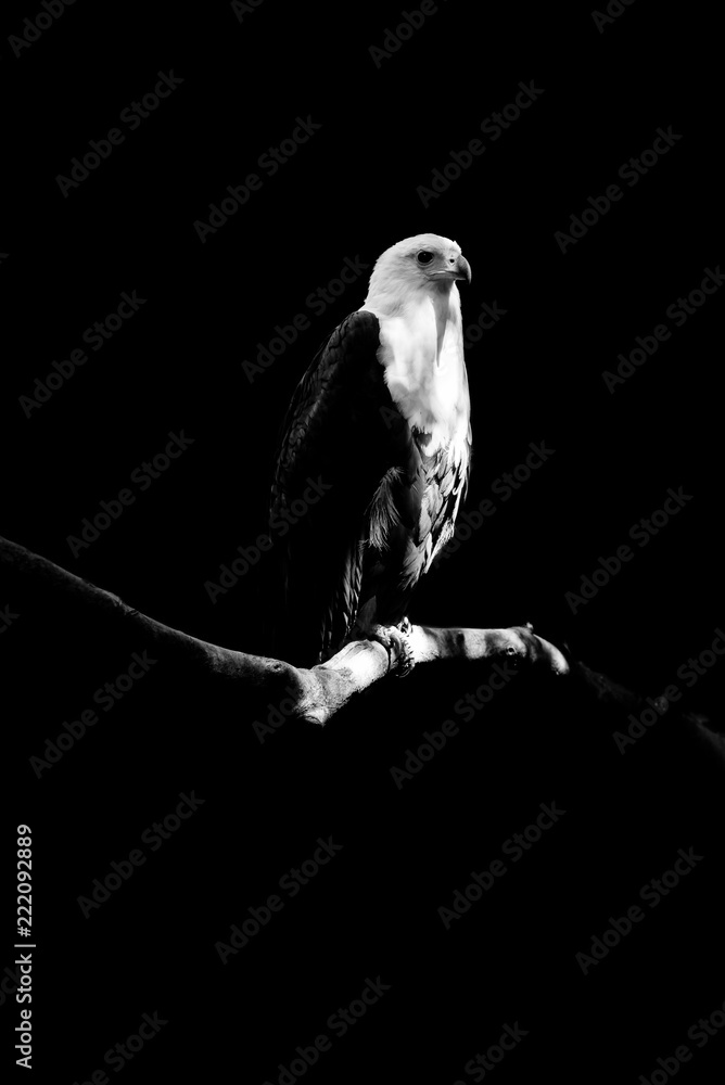 Fototapeta premium eagle isolated on black background
