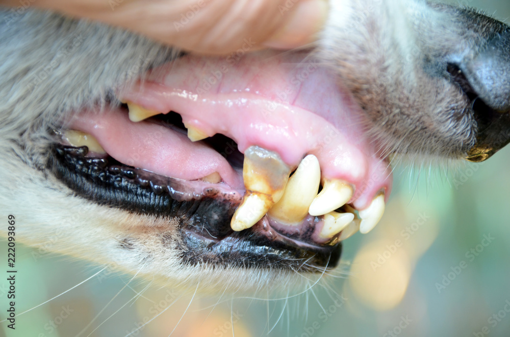 Teeth of a 10 year old dog with some tartar, an enamel loss can be seen at the tip of the fang
