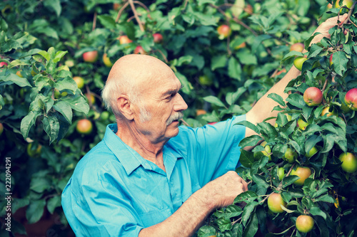 Old man harvesting apples in the orchard
