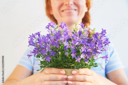 Campanula flower. A beautiful houseplant in an iron pot with bright purple blossoms and green leaves in the hands of a happy red-haired woman on a white background. Gift