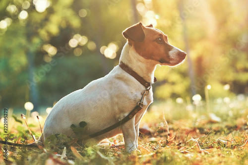 Autumn card with place for your text. The portrait Jack Russell Terrier dog sits under a tree on the green grass in the garden on a bright background of green foliage, sun rays and autumn trees