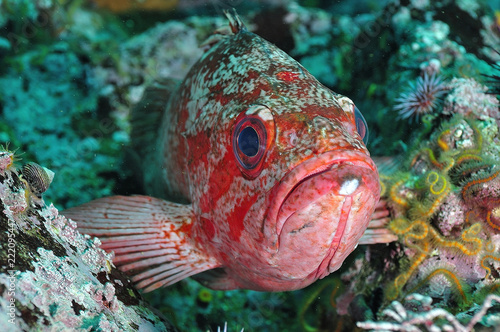 Rockfish