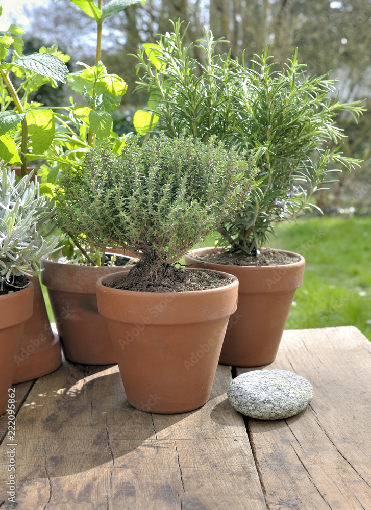 potted aromatic plant put on a table  in garden