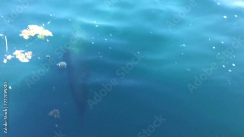 Sea lion playing in the ocean water with enthusiam and playfulness, with a person on the brim of a motor boat in Valdez Alaska photo