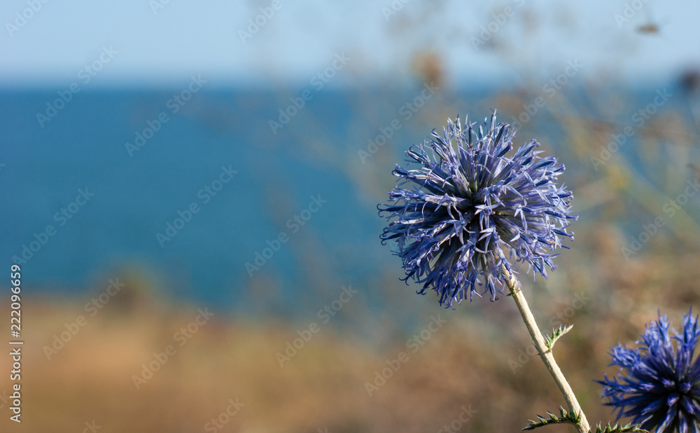 blue flower on the background of the sea