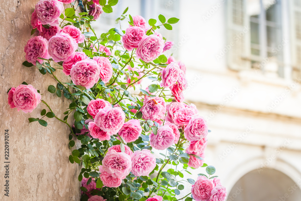Naklejka premium Różowe róże na włoskim patio