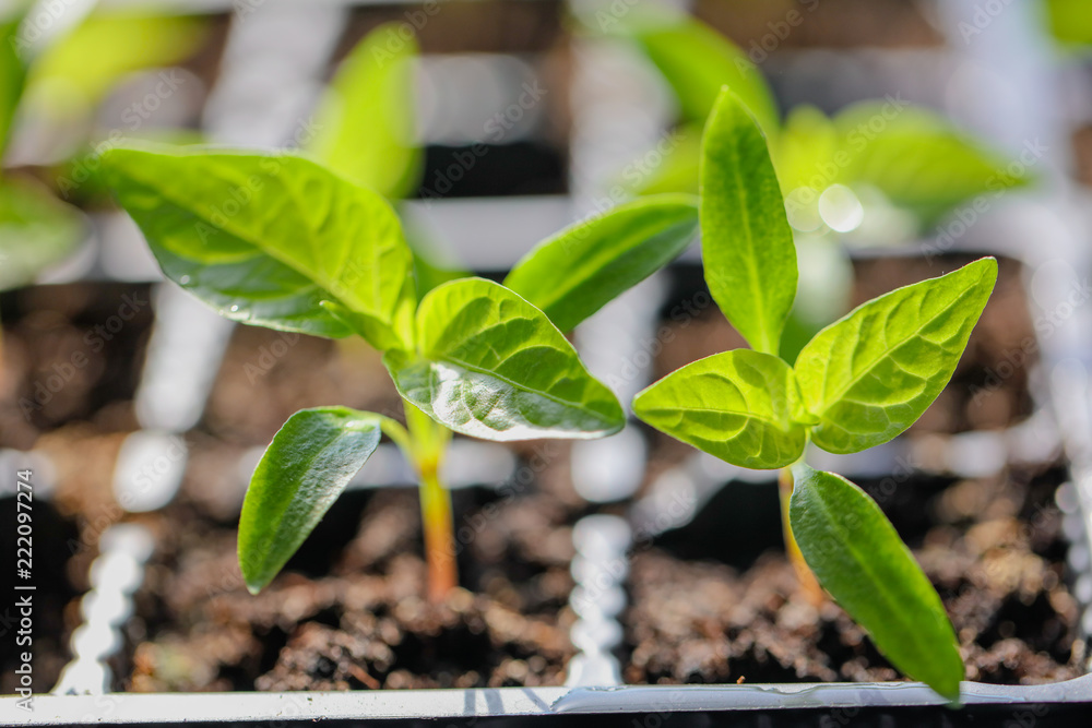 Green leaves of young pepper sprout Green leaves of young pepper sprout