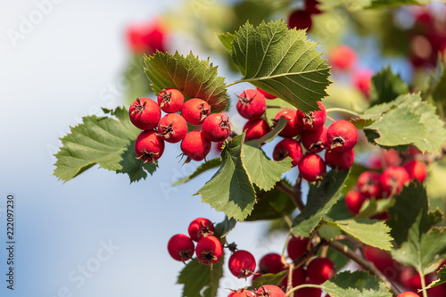 Red hawthorn berries on the branches of a tree