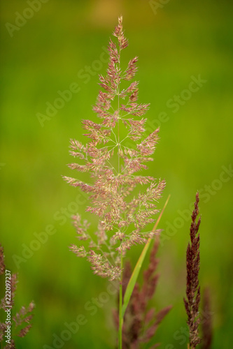 Branch with seeds on grass in nature