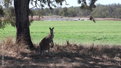 An Australian Farm with two male kangaroos resting in the shade of a tree. photo