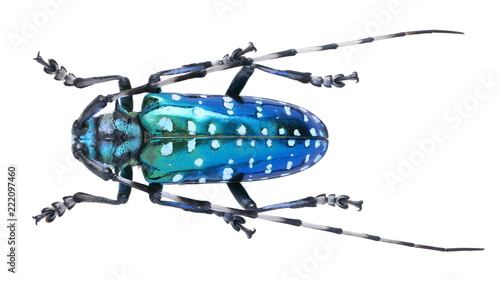 Anoplophora sollii-a Cerambycidae Longhorn beetle photo