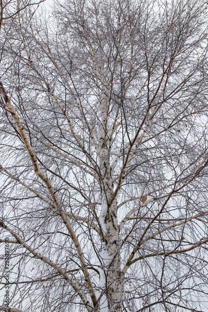 Snow on the branches of a tree Snow on the branches of a tree