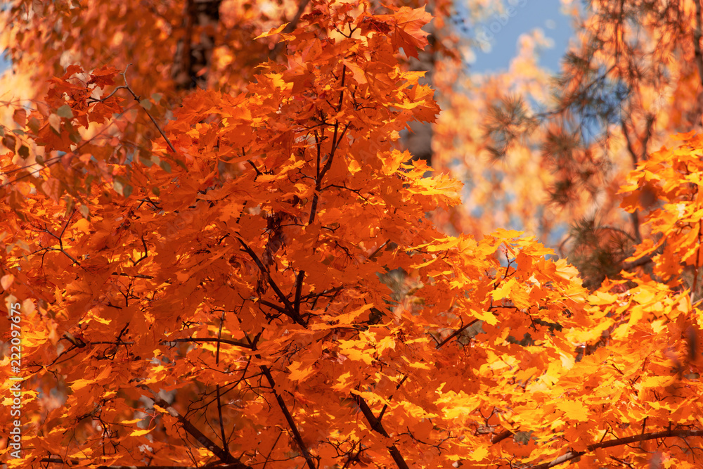Red leaves on trees in the forest in autumn Red leaves on trees in the forest in autumn