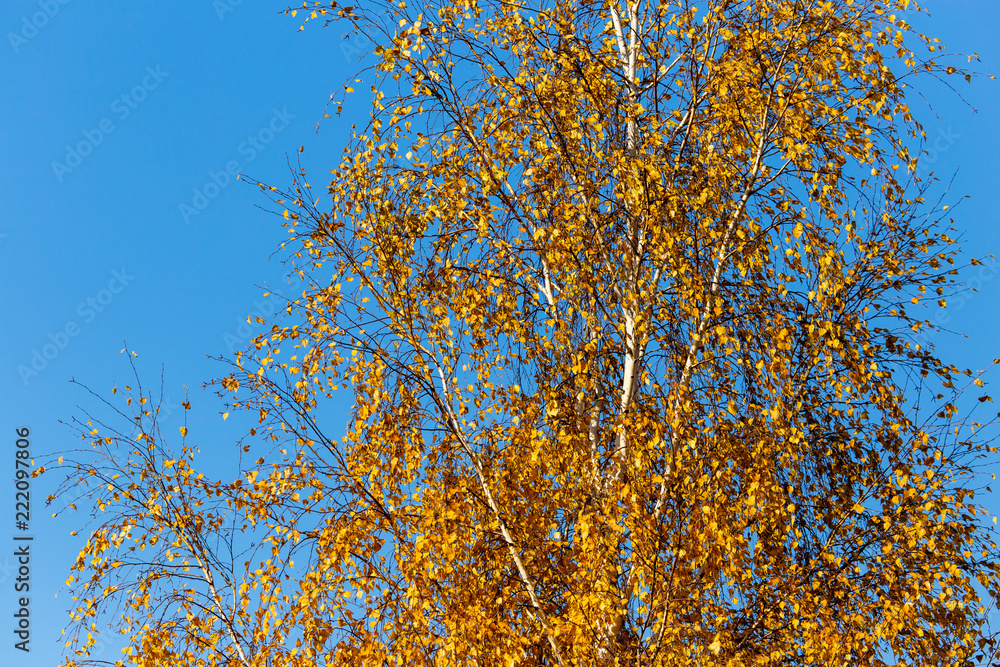 Fototapeta premium Birches in the forest in autumn as a background