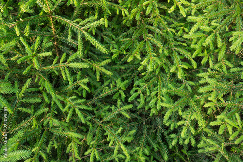 fir-tree branches with young sprouts