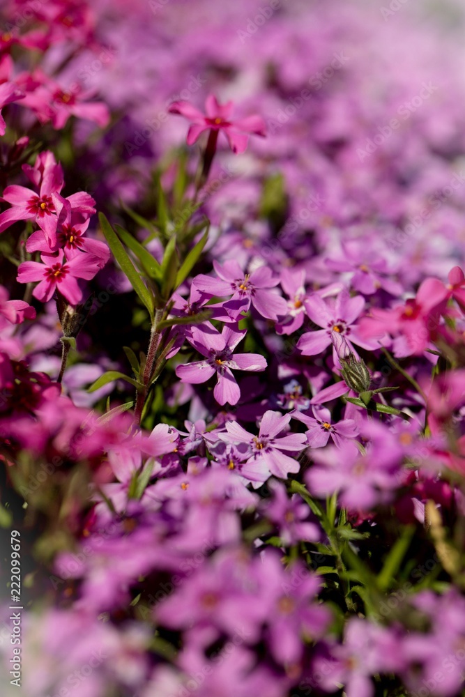 Purple Flowers