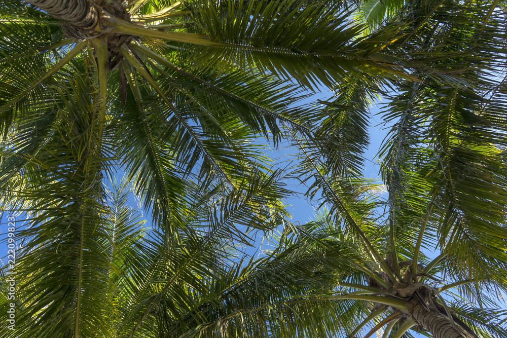 Fototapeta premium Palm leaves, palm trees on the island of Cham in Vietnam.
