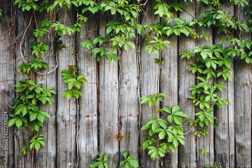 Vintage wooden background with leaves. Ivy grows on wooden boards. Copy space. Frame of green plants.