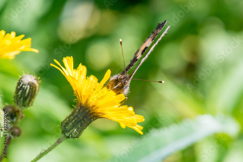 Beautiful butterfly hives gathers nectar from a dandelion flower in summer